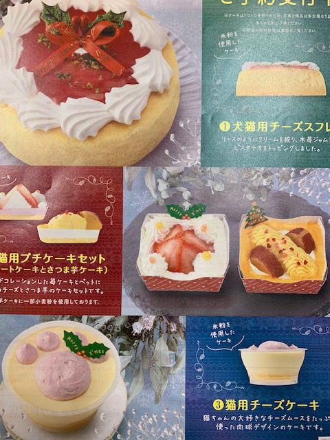 クリスマスケーキ、予約受付中！！  ドッグ＆キャッツ塩尻店