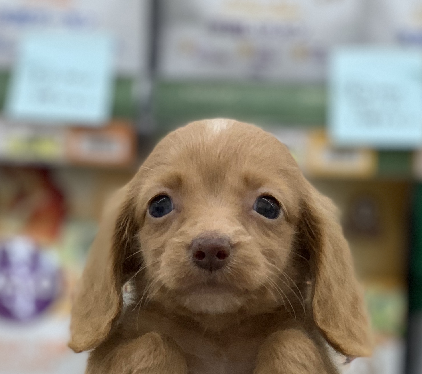 ミニチュアダックスフンドさんがやってきました ドッグ キャッツ塩尻店