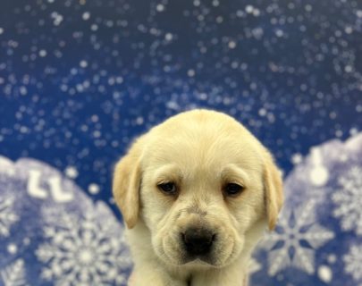 大型犬の子犬がやってきました