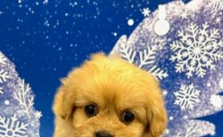 MIX(父：ペキニーズ×母：トイプードル)