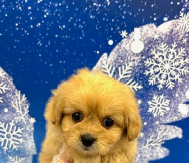 MIX(父：ペキニーズ×母：トイプードル)