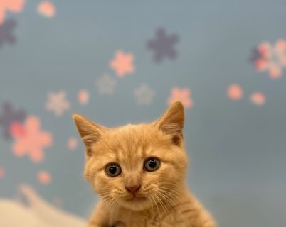 ブリティッシュショートヘア