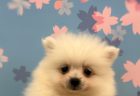 ブリティッシュショートヘア
