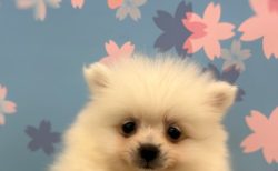 ポメラニアン