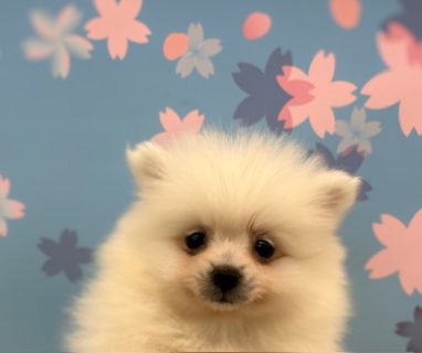 ポメラニアン