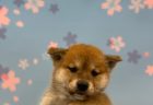 ブリティッシュショートヘア