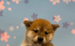柴犬