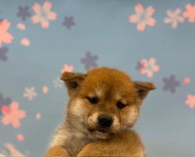 柴犬