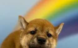 柴犬