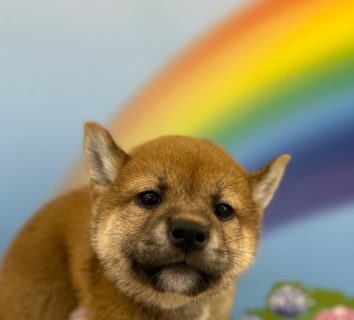 柴犬