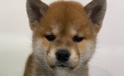 柴犬