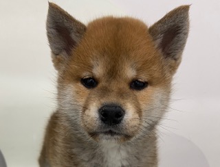 柴犬