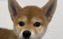 柴犬