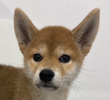 柴犬