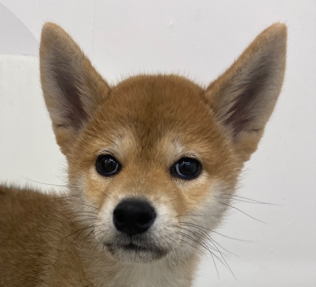 柴犬