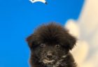 柴犬