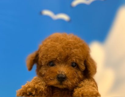 トイ・プードル