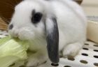 ロップイヤーラビット