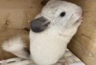 チンチラ