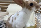 ミニレッキスが来ました！！