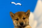 ミニチュアダックスフンド