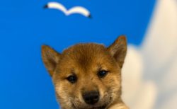柴犬