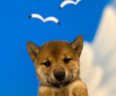 柴犬