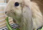 ロップイヤーが来ました！！