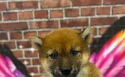 柴犬