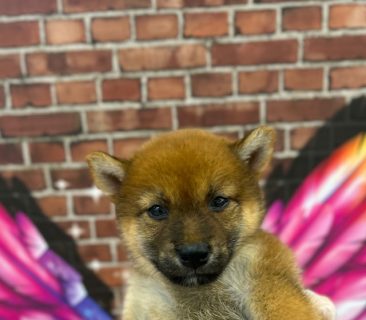 柴犬