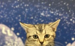 アメリカンショートヘア