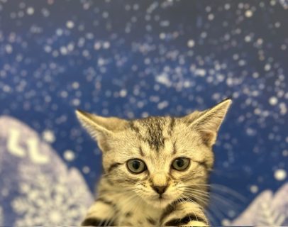 アメリカンショートヘア