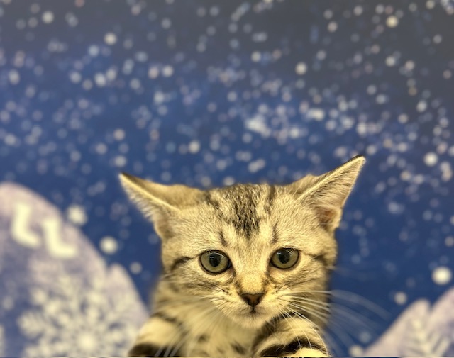 アメリカンショートヘア