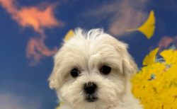 MIX(父：トイプードル×母：マルチーズ)