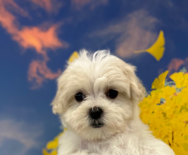 MIX(父：トイプードル×母：マルチーズ)