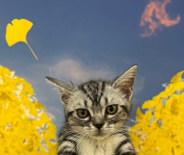 アメリカンショートヘアー