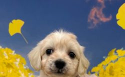 MIX(マルチーズ×ミニチュアダックス)