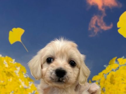 MIX(マルチーズ×ミニチュアダックス)