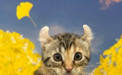 アメリカンカール