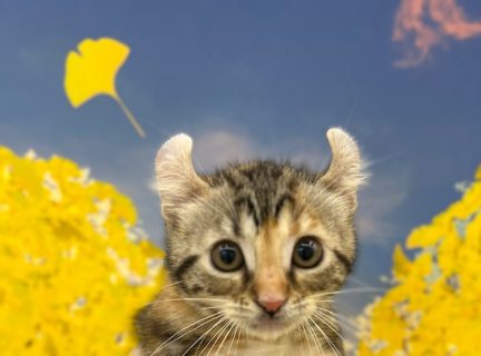 アメリカンカール