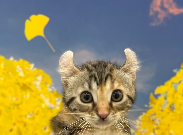 アメリカンカール