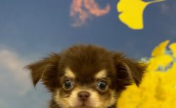 MIX(父チワワ×母ミニチュアダックスフンド)