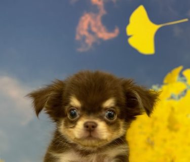 MIX(父チワワ×母ミニチュアダックスフンド)