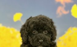 トイ・プードル