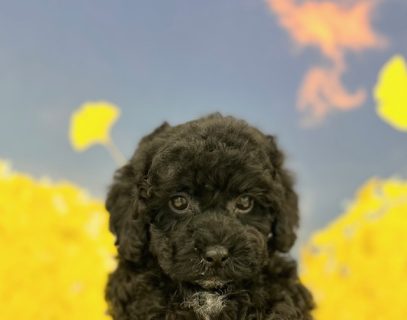 トイ・プードル