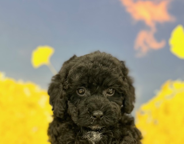 トイ・プードル