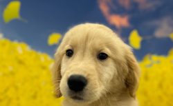 ゴールデン・レトリーバー