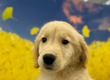 ゴールデン・レトリーバー