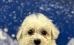 ビションフリーゼ