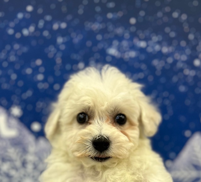 ビションフリーゼ